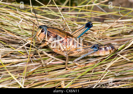 Plains Lubber Brachystola magna Nogales, dans le comté de Santa Cruz, Arizona, United States 17 septembre Hot Orthoptères : Acrididae Banque D'Images