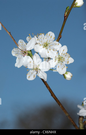 Cherry Plum Prunus cerasifera Rosaceae Banque D'Images