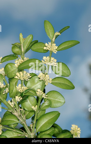 BOX Buxus sempervirens (Buxaceae) Banque D'Images