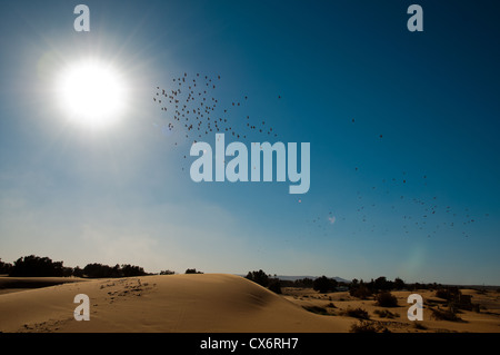 Un troupeau d'oiseaux volant vers le soleil sur le désert du Sahara Banque D'Images