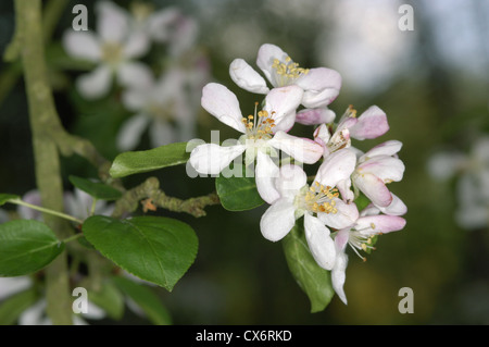 Crabe sauvage Malus sylvestris Rosaceae Banque D'Images