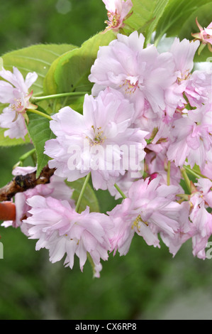 Japanese Cherry Prunus serrulata (Rosacées) Banque D'Images