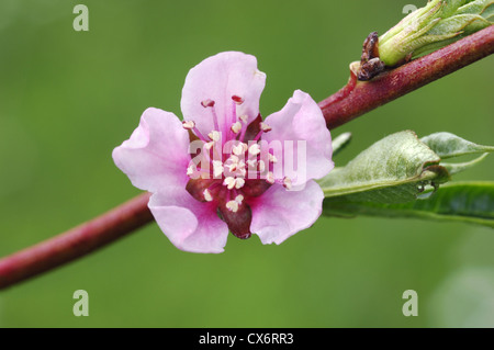 Le Pêcher Prunus persica (Rosacées) Banque D'Images