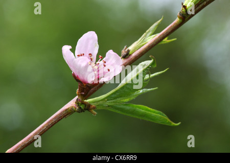 Le Pêcher Prunus persica (Rosacées) Banque D'Images