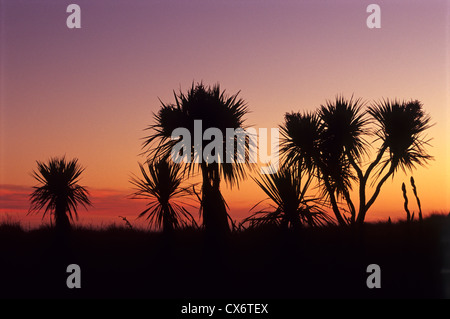 Ti Kouka (chou) arbres, île du Sud, Nouvelle-Zélande Banque D'Images