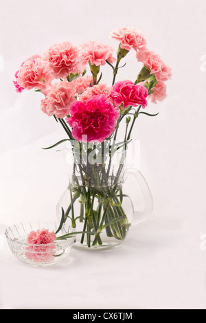 Œillet (Dianthus caryophyllus ) fleurs isolé sur fond blanc Banque D'Images