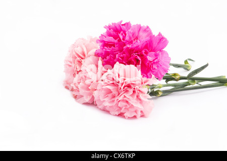 Œillet (Dianthus caryophyllus ) fleurs isolé sur fond blanc Banque D'Images