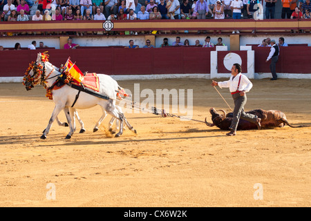 La tauromachie en Espagne. 21 juillet 2012, la Linea de la Concepcion, Espagne. Banque D'Images