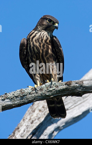 Merlin (Falco columbarius) perché sur une branche à Buttertubs Marsh, Nanaimo, île de Vancouver, BC, Canada en août Banque D'Images