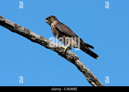 Merlin (Falco columbarius) perché sur une branche à Buttertubs Marsh, Nanaimo, île de Vancouver, BC, Canada en août Banque D'Images