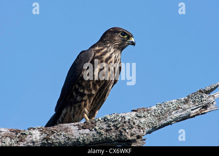 Merlin (Falco columbarius) perché sur une branche à Buttertubs Marsh, Nanaimo, île de Vancouver, BC, Canada en août Banque D'Images