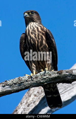 Merlin (Falco columbarius) perché sur une branche à Buttertubs Marsh, Nanaimo, île de Vancouver, BC, Canada en août Banque D'Images