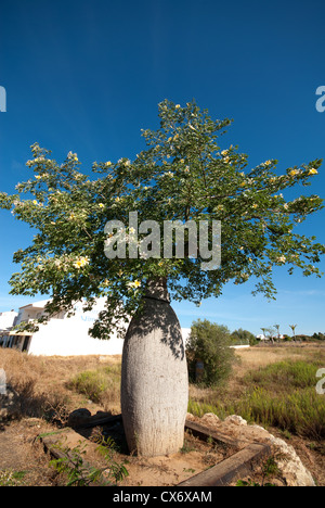 Un arbre à Soie Soie blanche (Chorisia insignis), également connu sous le nom de kapok ou arbre ivres, poussant dans le sud du Portugal. 2012. Banque D'Images