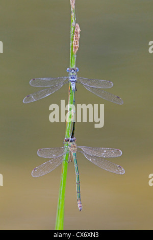 Paire d'accouplement de demoiselles d'Émeraude Banque D'Images