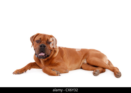 Lying dogue de Bordeaux Banque D'Images