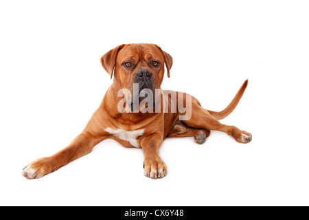 Lying dogue de Bordeaux Banque D'Images