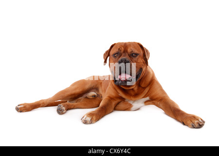 Lying dogue de Bordeaux Banque D'Images