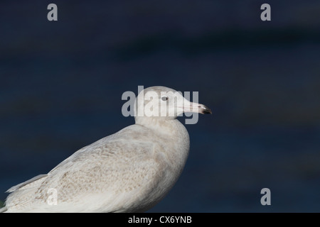 Juvenile / premier hiver Goéland bourgmestre (Larus hyperboreus), Shetland, Scotland, UK Banque D'Images