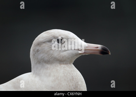 Juvenile / premier hiver Goéland bourgmestre (Larus hyperboreus), Shetland, Scotland, UK Banque D'Images