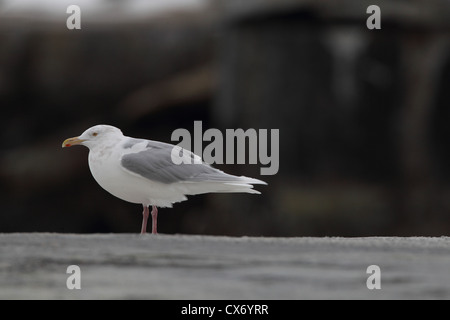 Des profils Goéland bourgmestre Larus hyperboreus, Vardo, Varanger, Norvège Banque D'Images