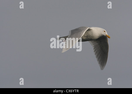 Des profils Goéland bourgmestre (Larus hyperboreus), Shetland, Scotland, UK Banque D'Images