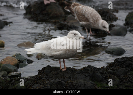 Juvenile / premier hiver Goéland bourgmestre (Larus hyperboreus), Shetland, Scotland, UK Banque D'Images