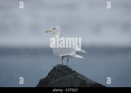 Des profils Goéland bourgmestre Larus hyperboreus, Vardo, Varanger, Norvège Banque D'Images