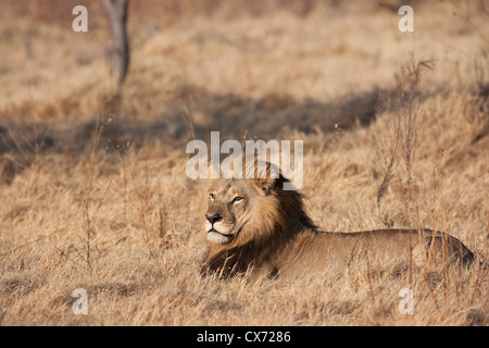 La crinière d'un unique rare lionne Mombo Okavango Botswana Banque D'Images