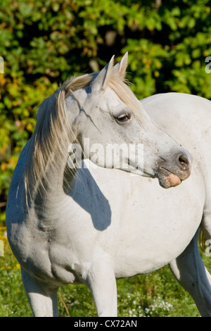 Cheval Arabe gris blanc à droite de l'appareil photo hors tension Banque D'Images