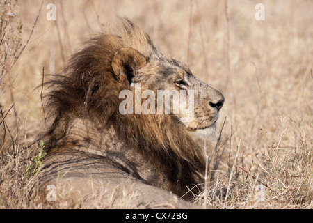 La crinière d'un unique rare lionne Mombo Okavango Botswana Banque D'Images