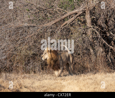 La crinière d'un unique rare lionne Mombo Okavango Botswana Banque D'Images