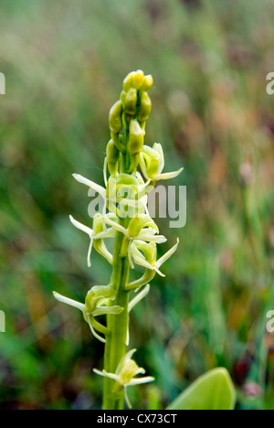 Close up of flower fen orchid Liparis loeselii var ovata orchidée très rare de la réserve naturelle nationale de kenfig porthcawl Galles du sud Banque D'Images