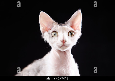 Devon Rex Banque D'Images