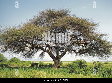 Arbre avec plusieurs femmes lionnes Lions dans ses branches Lake Manyara National Park Tanzanie Banque D'Images