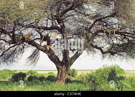 Arbre avec plusieurs femmes lionnes Lions dans ses branches Lake Manyara National Park Tanzanie Banque D'Images