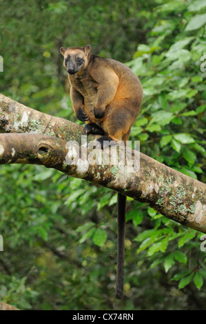 Le kangourou arboricole Dendrolagus Lumholtz lumholtzi homme photographié dans le sauvage du nord du Queensland, Australie Banque D'Images