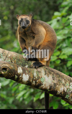 Le kangourou arboricole Dendrolagus Lumholtz lumholtzi homme photographié dans le sauvage du nord du Queensland, Australie Banque D'Images