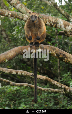 Le kangourou arboricole Dendrolagus Lumholtz lumholtzi homme photographié dans le sauvage du nord du Queensland, Australie Banque D'Images