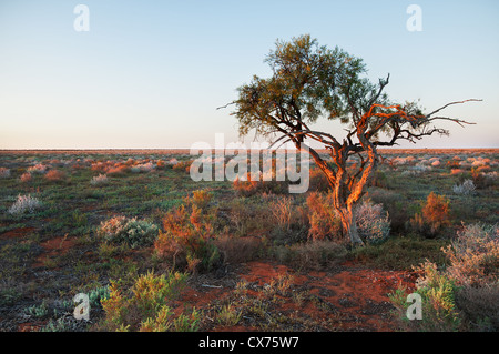 Seul arbre noueux dans les plaines de Parc National de Willandra. Banque D'Images