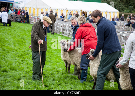 Les moutons d'être jugés au comté de Westmorland 2012 Show, près de Kendal, Cumbria Banque D'Images