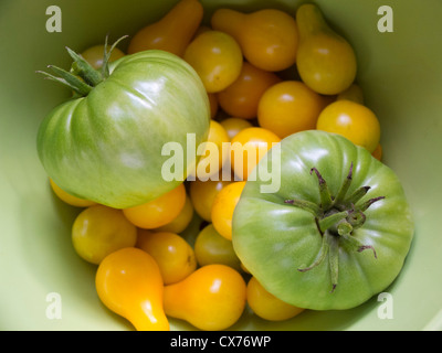 tomates vertes Banque D'Images