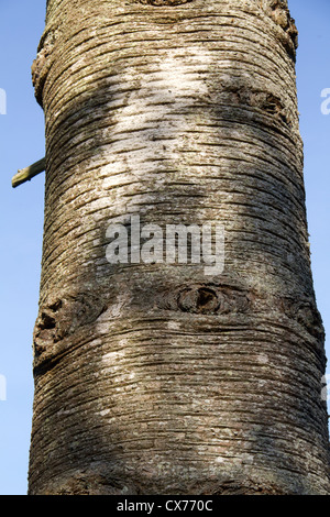 Monkey puzzle l'écorce des arbres (Araucaria araucana) Banque D'Images