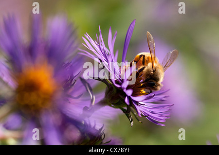 La collecte du pollen d'abeilles d'asters. Banque D'Images