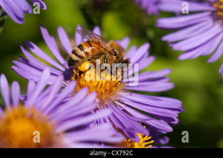 La collecte du pollen d'abeilles d'asters. Banque D'Images