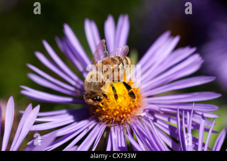 La collecte du pollen d'abeilles d'asters. Banque D'Images