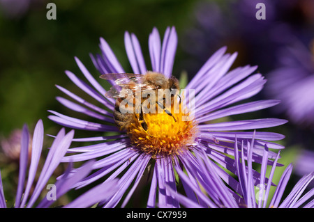 La collecte du pollen d'abeilles d'asters. Banque D'Images