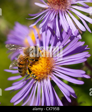 La collecte du pollen d'abeilles d'asters. Banque D'Images