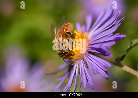 La collecte du pollen d'abeilles d'asters. Banque D'Images