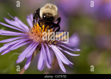 La collecte du pollen d'abeilles d'asters. Banque D'Images