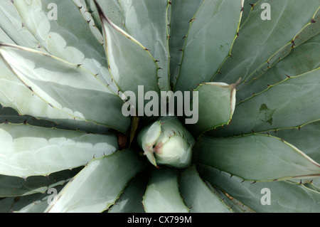 Close Up of Cactus Banque D'Images